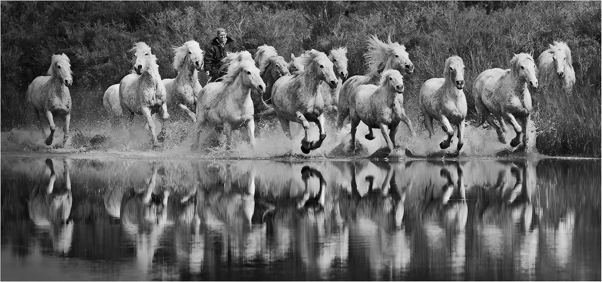 David L Edwards (Wales) Herd on the run